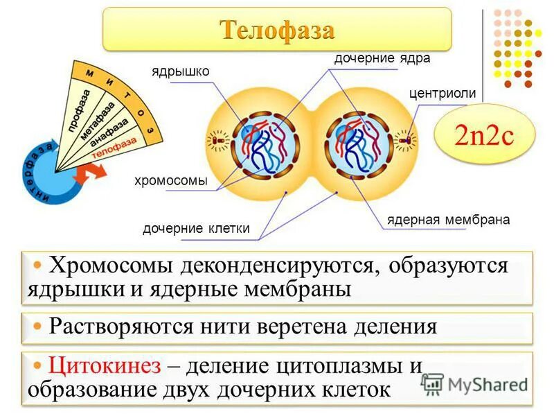 Деспирализация хромосом в какой фазе мейоза