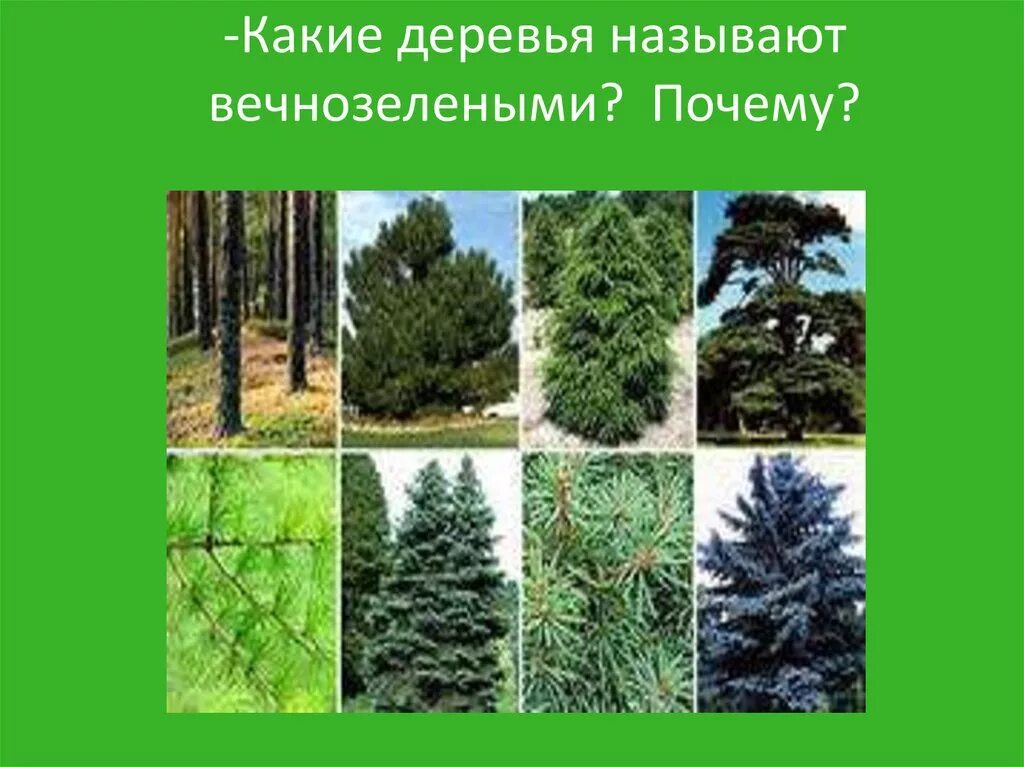 Вечнозелёные деревья список. Вечнозеленые деревья и кустарники с названиями. Листопадные и вечнозеленые деревья. Вечнозелёные растения названия.