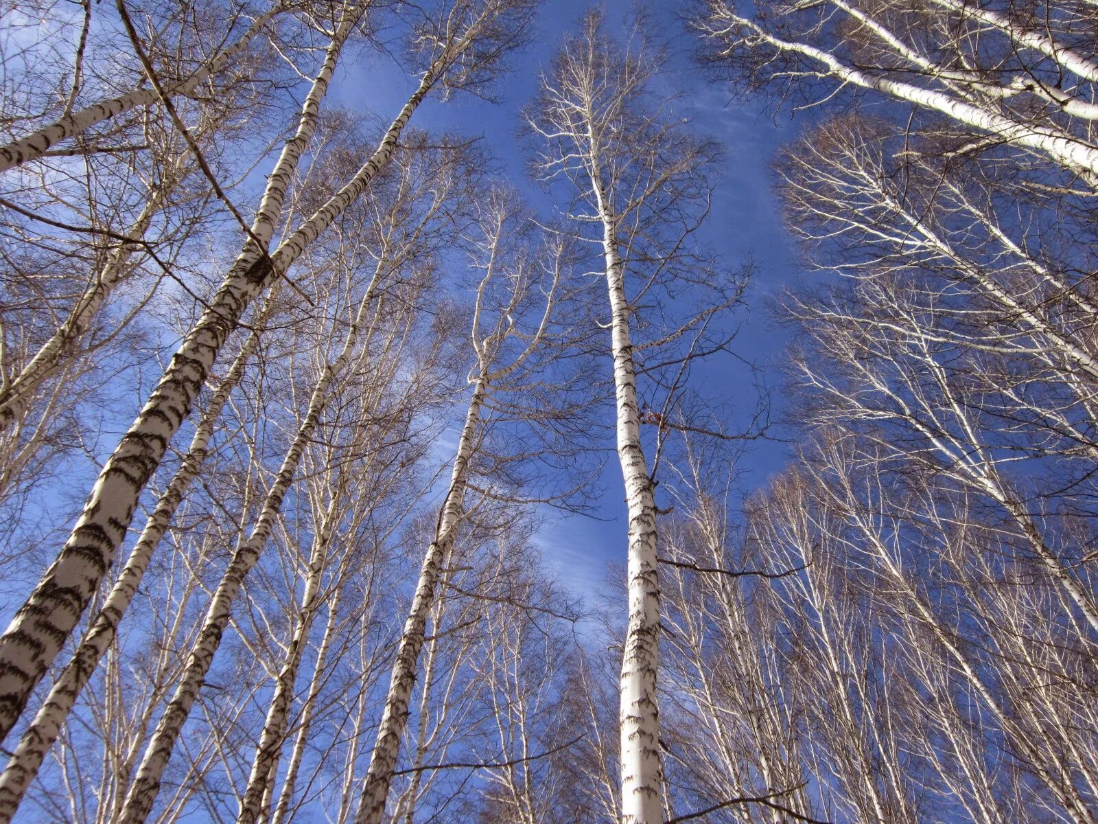 Какая береза весной