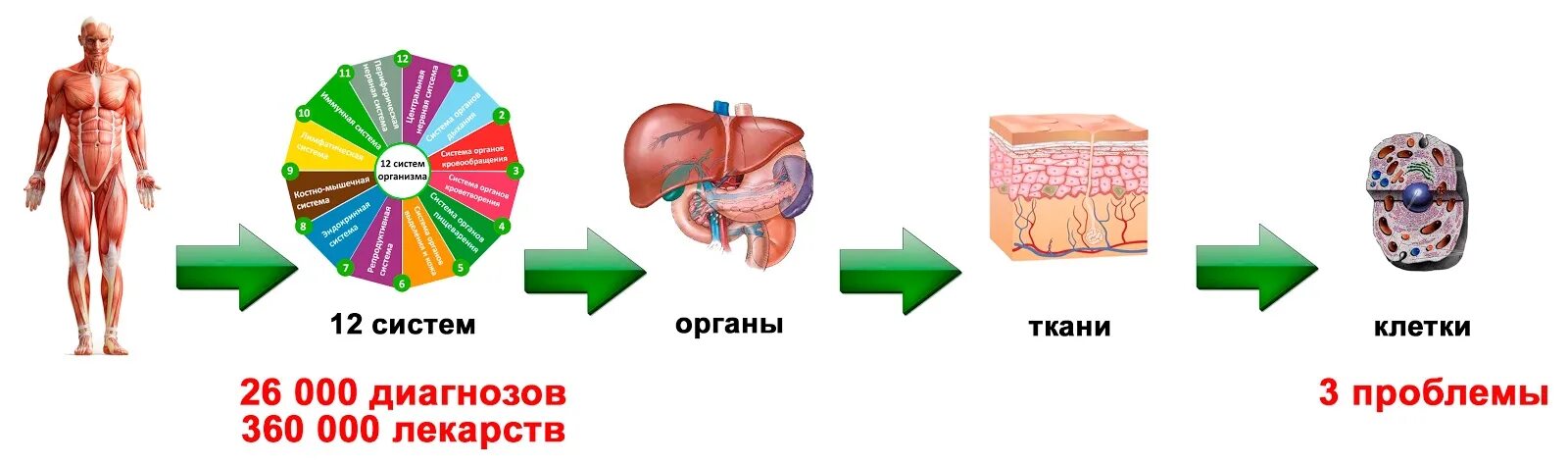 И органы клетки организм ткани системы организмов. Организм орган система органов ткани. Клетка ткань орган. Клетка ткань орган организм. Любой орган в организме