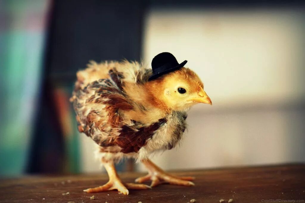 Видеть во сне цыплят. Необычные цыплята. Американцы цыплята. Шапка курица. Курица в шляпке.