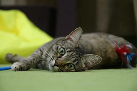 Кошка разбор