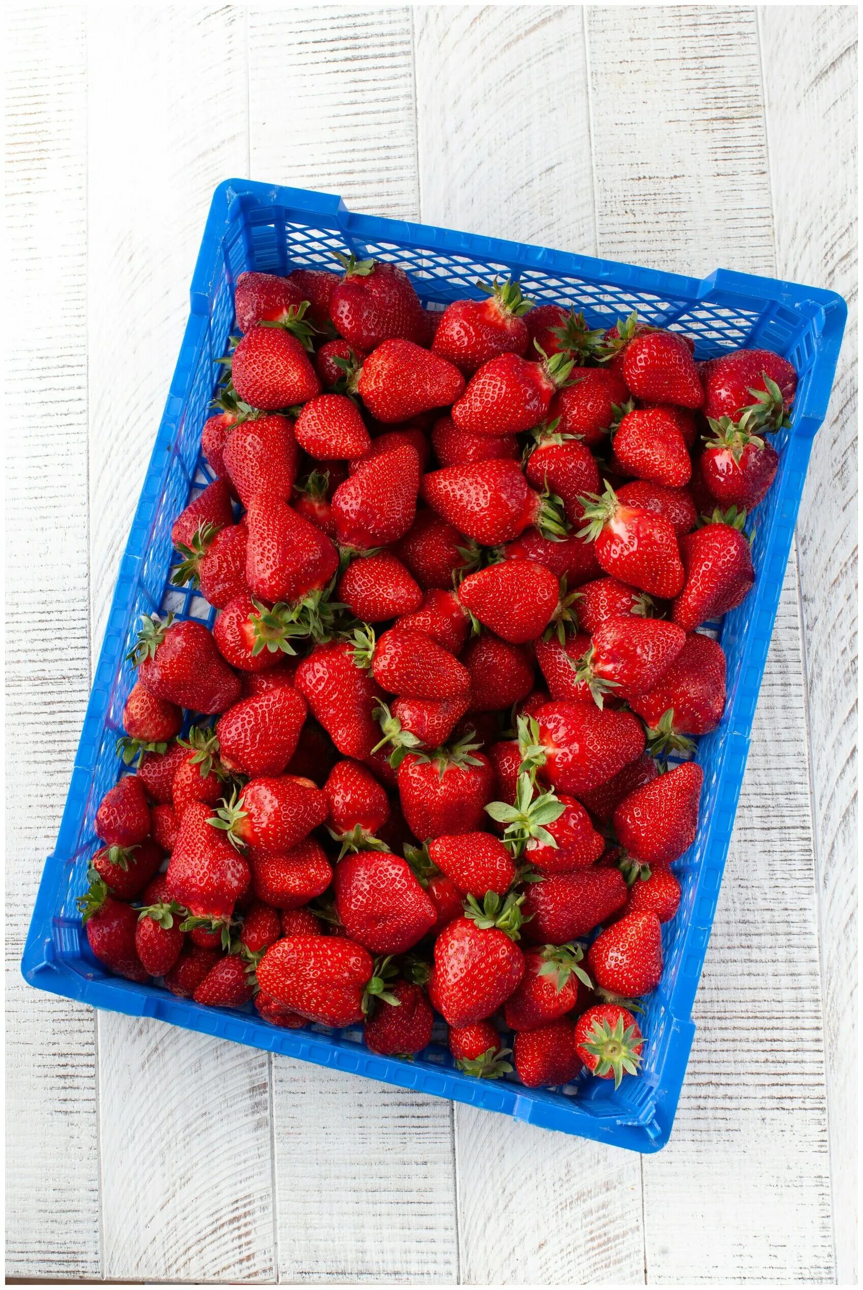 сколько кг в ящике клубники. клубника в лотке. клубника в пластиковых ящиках. клубника ящик 4 кг. ящик клубники сколько килограмм.