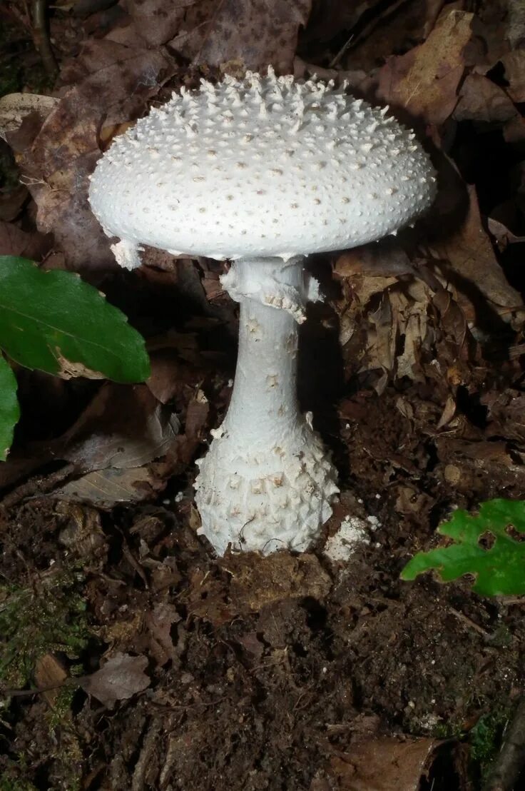 Amanita abrupta картинки. Amanita abrupta лат. Amanita abrupta русское название. Аманита геммата. Смертельно ядовитые грибы луговые фото.