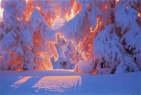 Январский лес сказочно красив