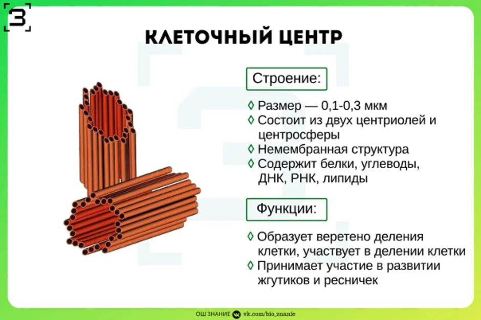 Клеточный центр признаки. Строение клеточный центр. Центриоли ЕГЭ. Строение центриоли клетки. Клеточный центр строение и функции ЕГЭ. Клеточный центр строение и функции анатомия.