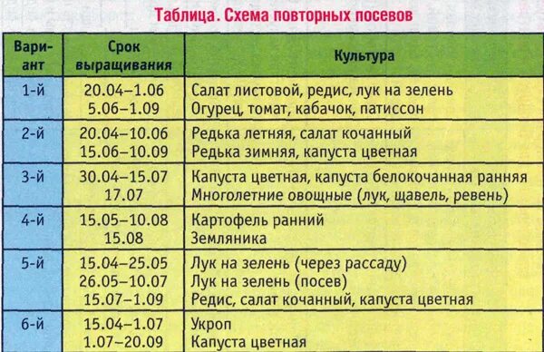 При какой температуре сеять редис. Периоды посадки редиса в грунт. сроки посева и посадки. сроки и схемы посадки,. сроки посева моркови.