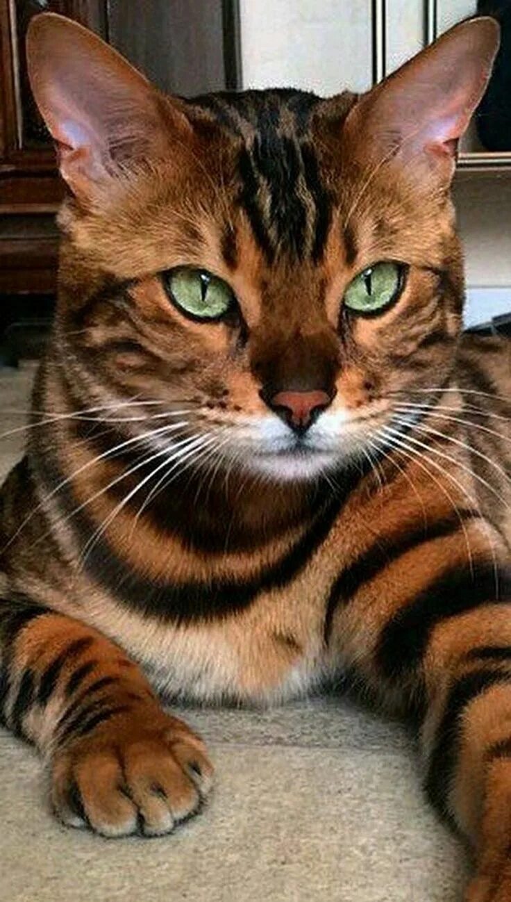 Pearl Bengal cat breeders, Bengal cat, Bengal kitten