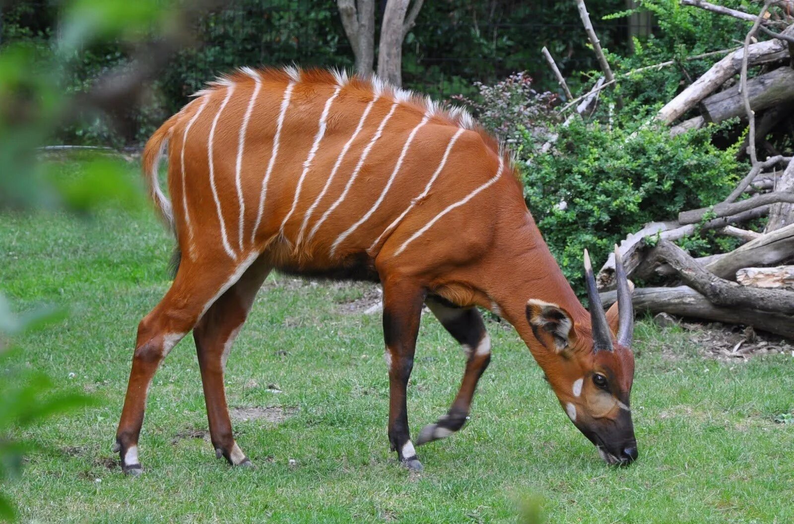 Парнокопытные животные леса. Антилопа Бонго. Tragelaphus eurycerus. Парнокопытные антилопа. Четырёхрогая антилопа Tetracerus quadricornis.