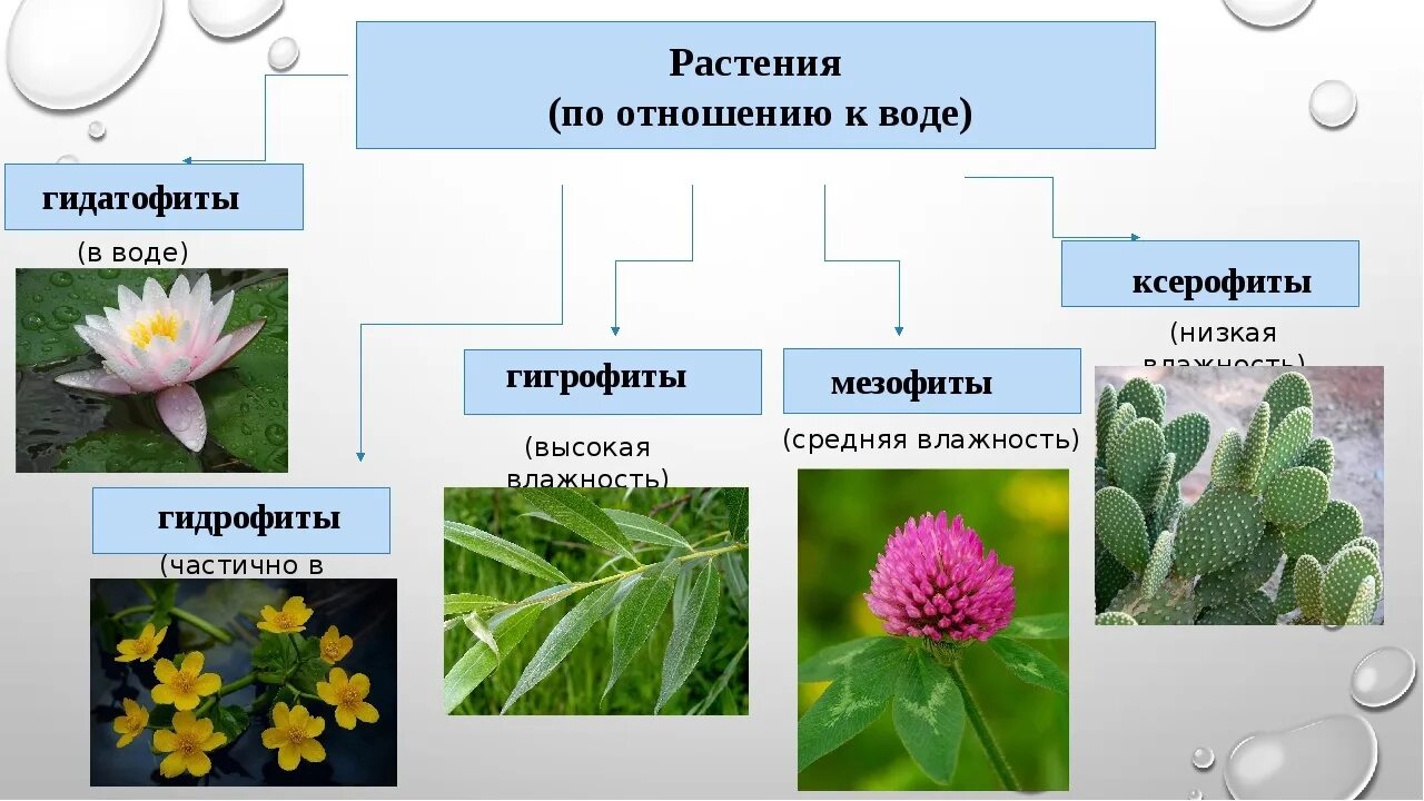 Гидатофиты и ксерофиты. Ксерофиты Суккуленты мезофиты гигрофиты гидрофиты. Гидрофиты и Гидатофиты. Гидатофиты гидрофиты гигрофиты. Как называется данная группа растений группа 1