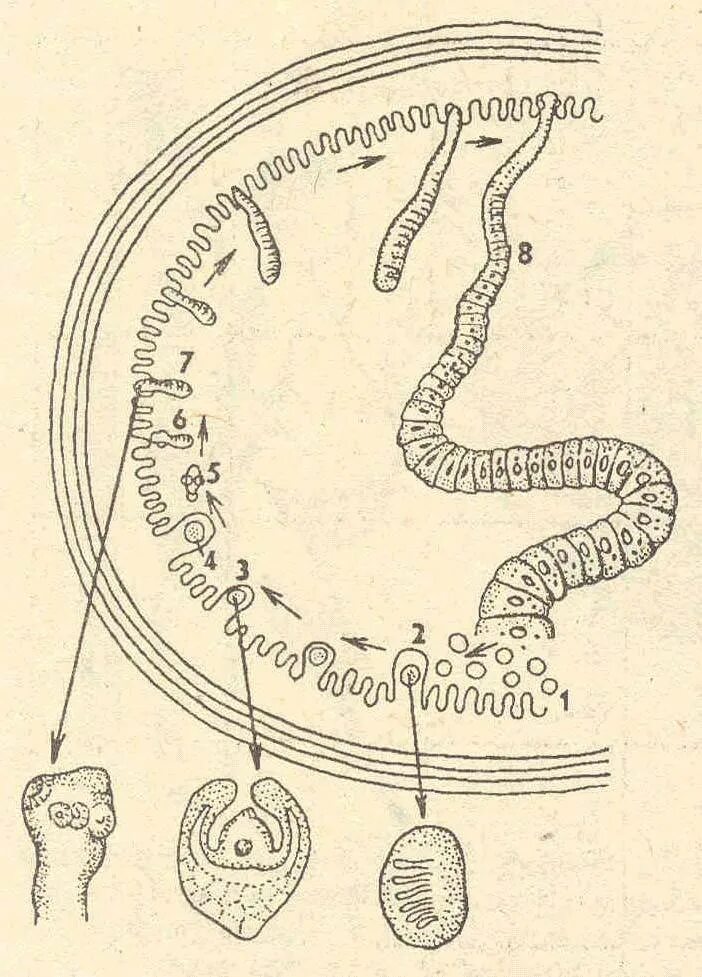 Цикл развития карликового цепня. Жизненный цикл карликового цепня схема. Hymenolepis Nana цикл. Карликовый цепень (Hymenolepis Nana). Карликовый цепень строение