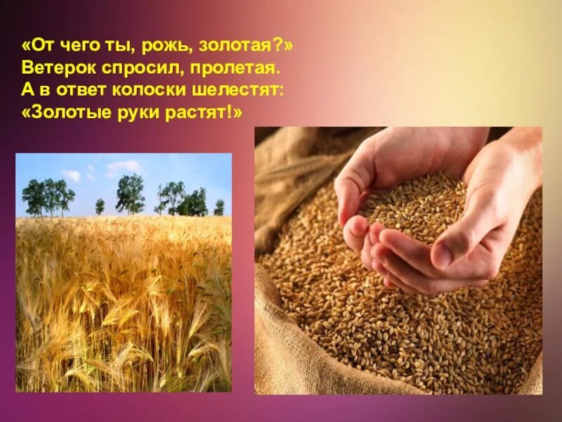 Ветерок спросил. Золотая рожь и золотые руки. от чего ты рожь золотая. ветерок спросил пролетая от чего ты рожь. золотые руки растят.