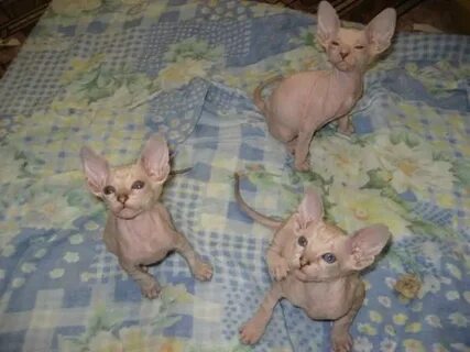 Котенок сфинкса отдам