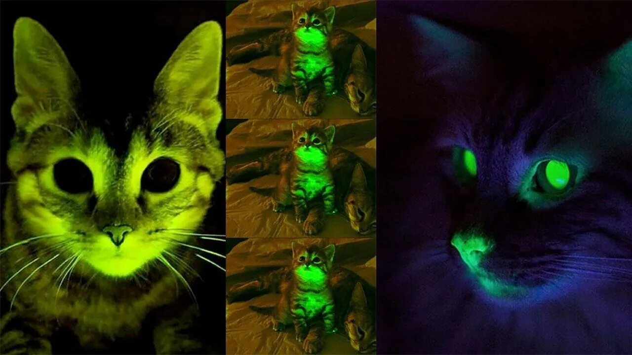 Шнур глаза в темноте светятся. Флуоресцентные кошки. светящиеся кошки. кошки светящиеся в темноте. коты которые светятся в темноте.