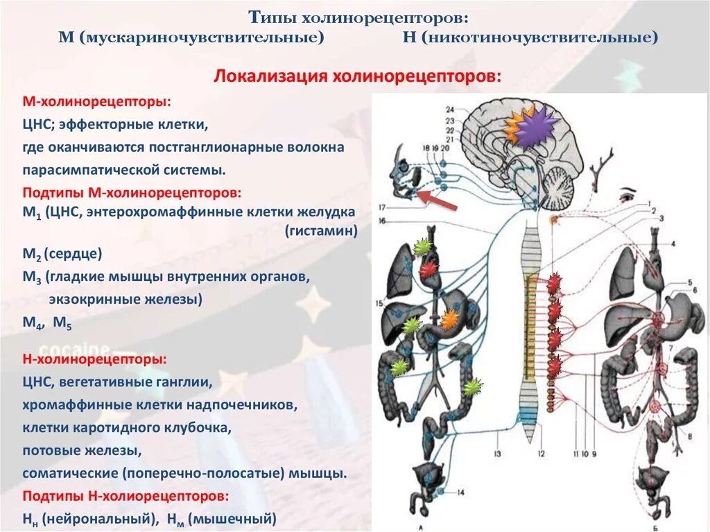 Локализация холинорецепторов. М1-холинорецепторы локализованы в:. Локализация м3 холинорецепторов. М рецепторы где расположены. Холинорецепторы локализация.