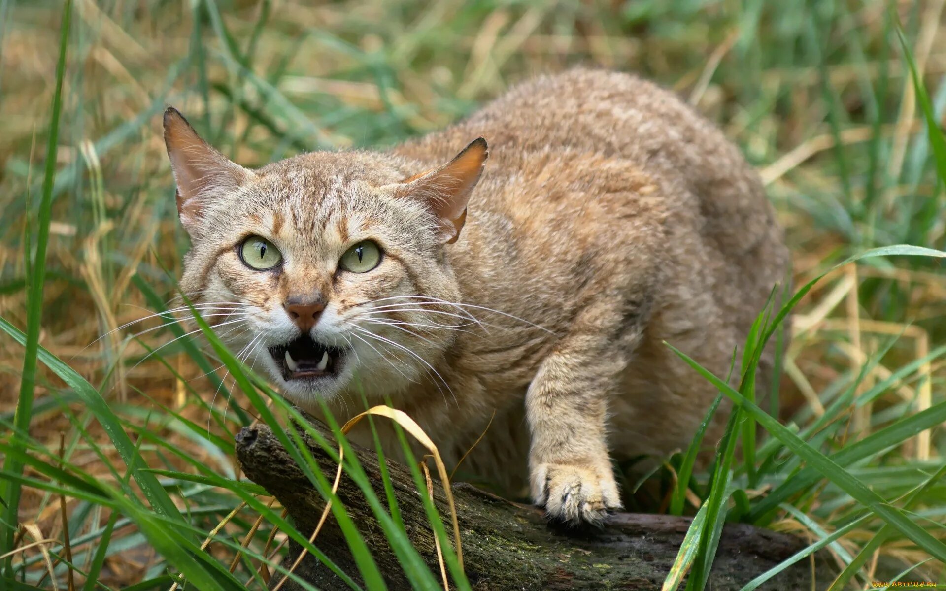Кавказский камышовый кот. Дальневосточный камышовый кот. Степной Лесной кот. Лесной камышовый кот.
