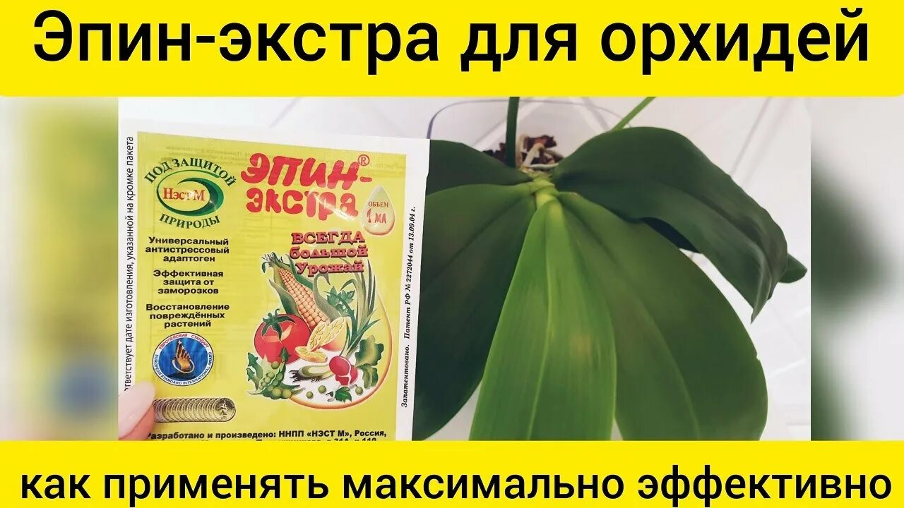 Поливают ли эпином под корень. Эпином для орхидей. Эпин-Экстра для орхидей. Циркон для орхидей дозировка. Полить орхидею эпином.