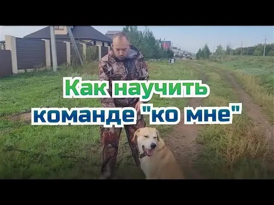 Дрессировка команда ко мне. Дрессировка команда ко мне. Как научить собаку команде ко мне. Как приучить к команде ко мне. Дрессировка команда ко мне.