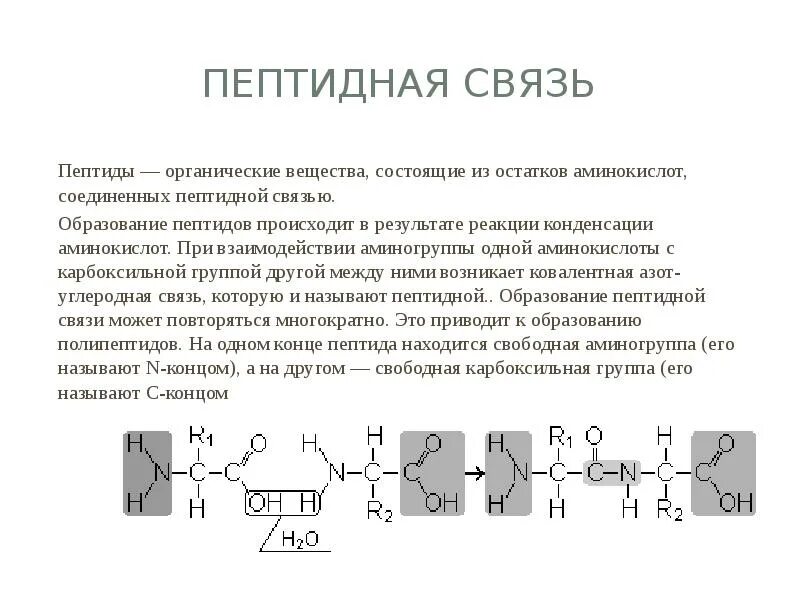 Имеют пептидные связи