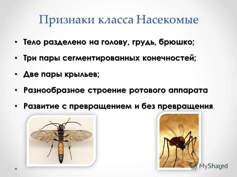 Три особенности насекомых. Характерные черты насекомых. Признаки насекомых. Признаки класса насекомые. Характерные признаки класса насекомые.