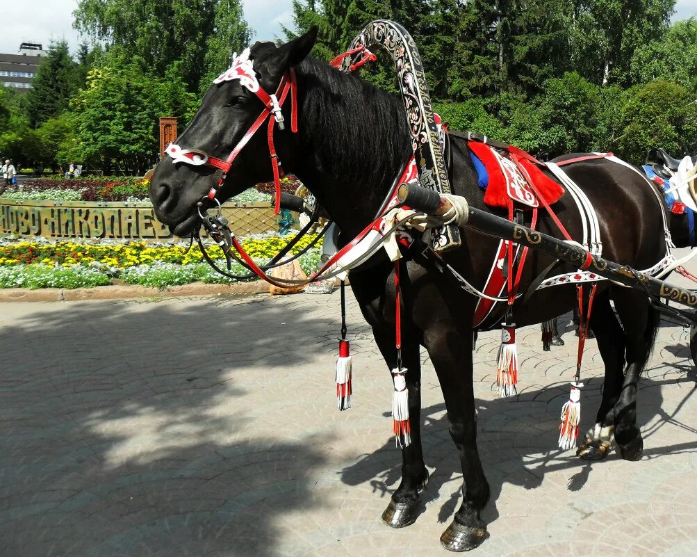 парк измайлово конный двор. лошади парке. кони в парке. парк лошадей. лошади парке.