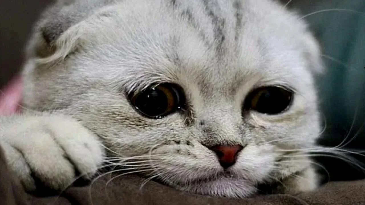 Плач котят. Милый грустный котик. Котенок с грустными глазами. Грустная кошечка. Котик грустит.