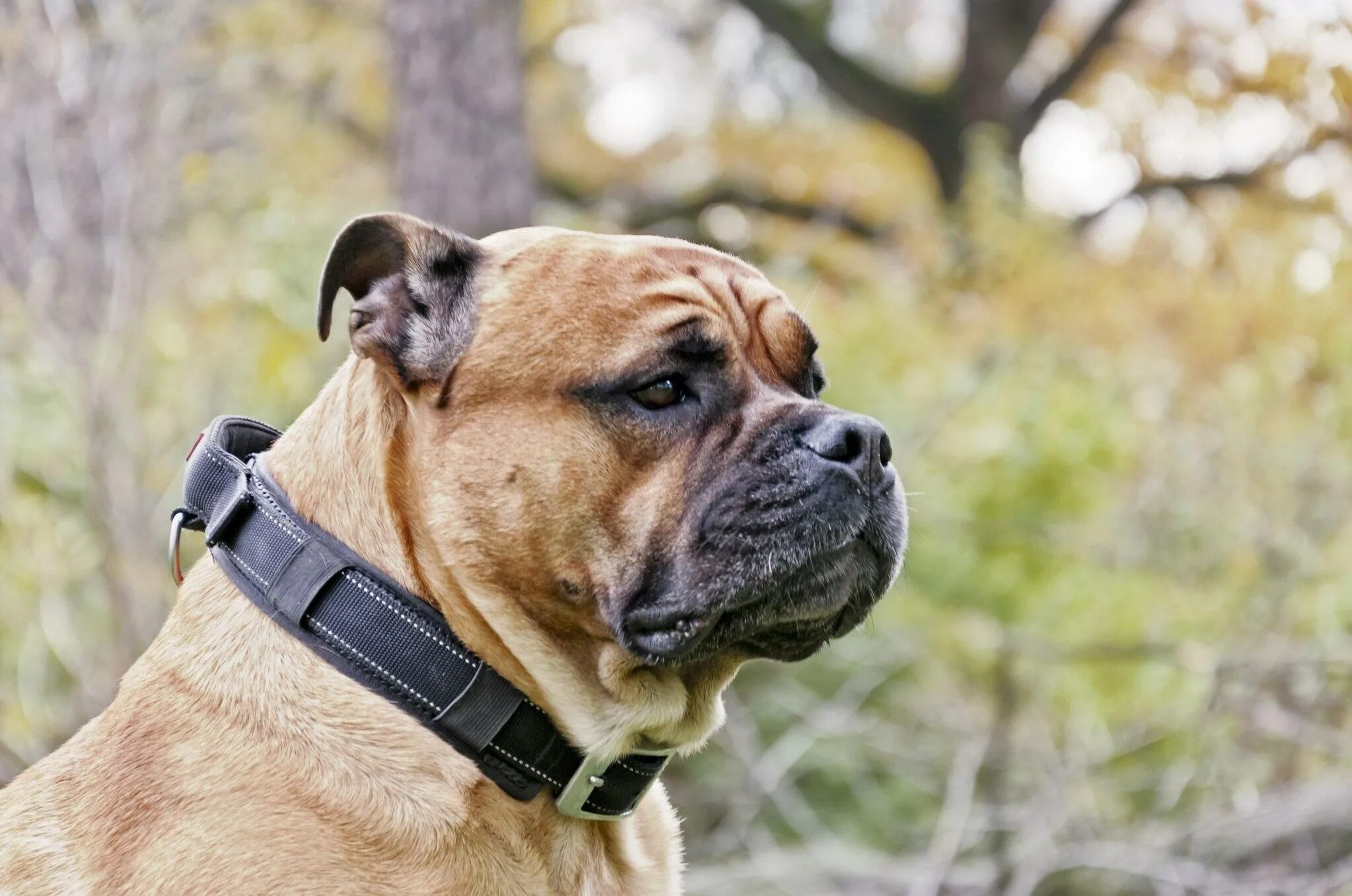 Ве де бо. Кадебо майорский мастиф. Кадебо пятнистая. Кадебо собака. Мастиф кадебо.