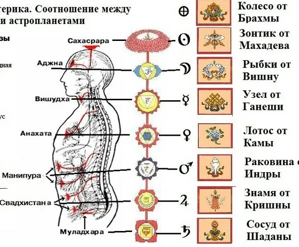 Связь органов человека