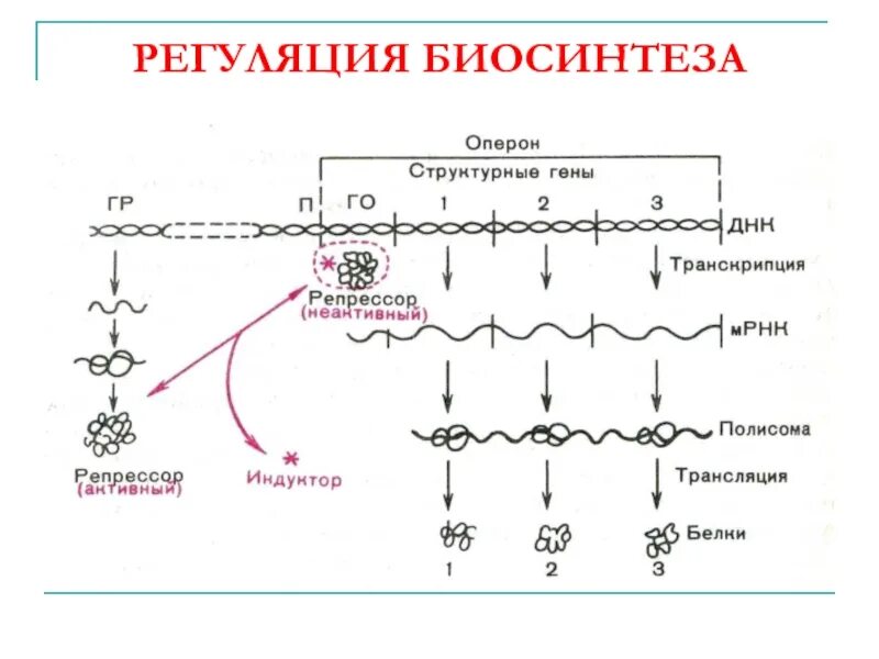 Гормональная регуляция биосинтеза белков биохимия. Регуляция транскрипции по типу индукции и репрессии. Регуляция белкового синтеза. Регуляция биосинтеза белка. Схема регуляции синтеза белка.