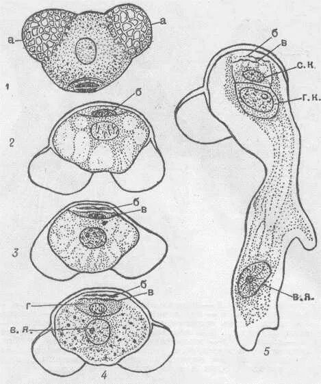 Ядро пыльцевого зерна. Строение зародышевого мешка цветковых растений. Ядро пыльцевого зерна. Генеративная клетка пыльцевого зерна. Вегетативное ядро в пыльцевом зерне.