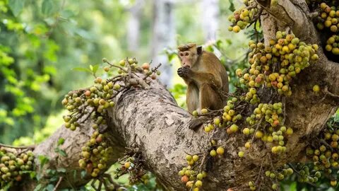 Monkey fruits