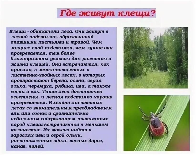 Клещи живут на деревьях. Березовые клещи.