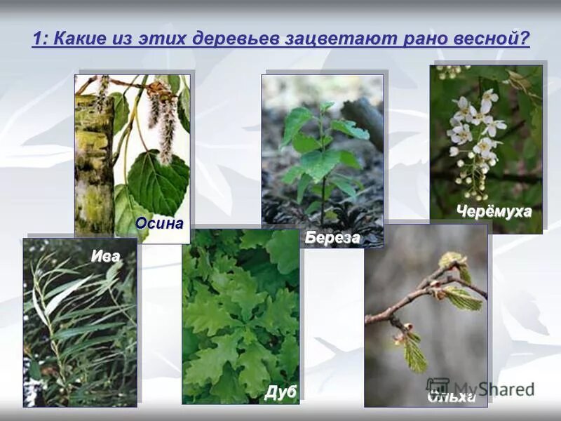 какое дерево цветет первым