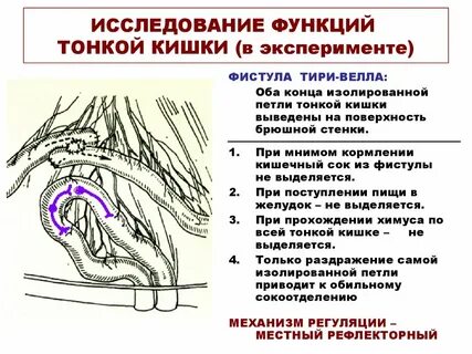 Сок тонкой кишки