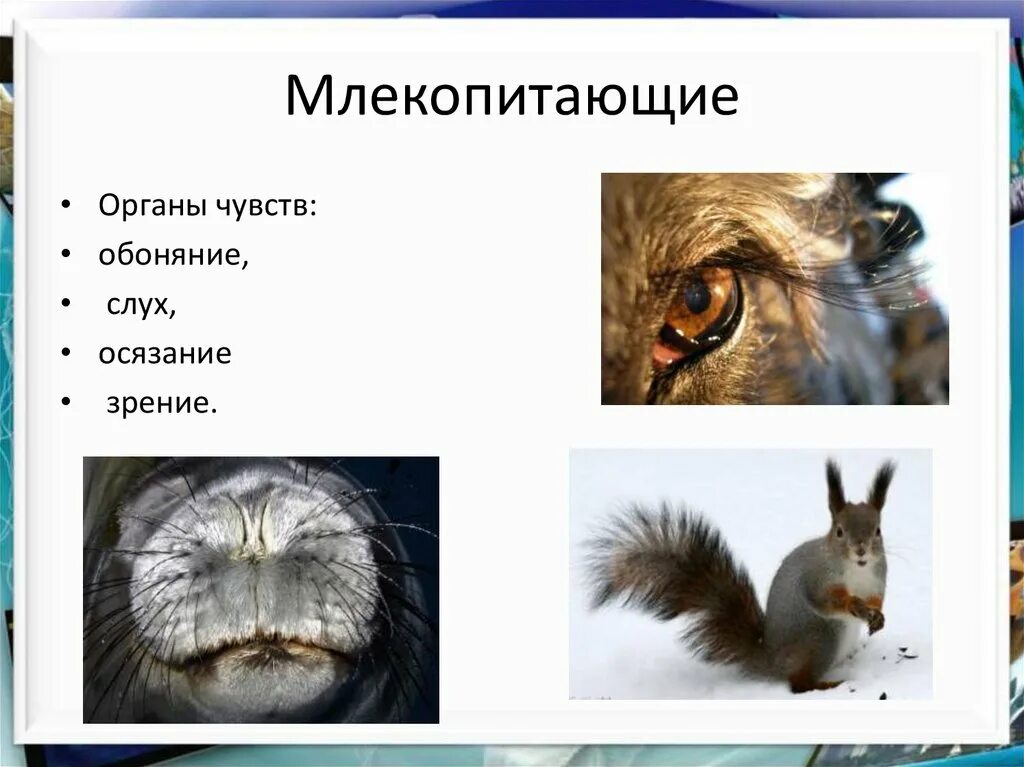 Функция осязания у млекопитающих. Органы чувств животных. класс млекопитающие. органов чувств у животных млекопитающих. звери или млекопитающие.