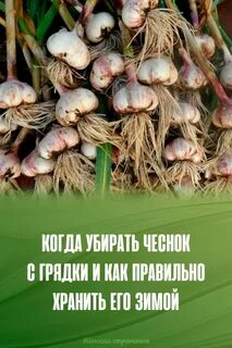 Какого числа убирают чеснок