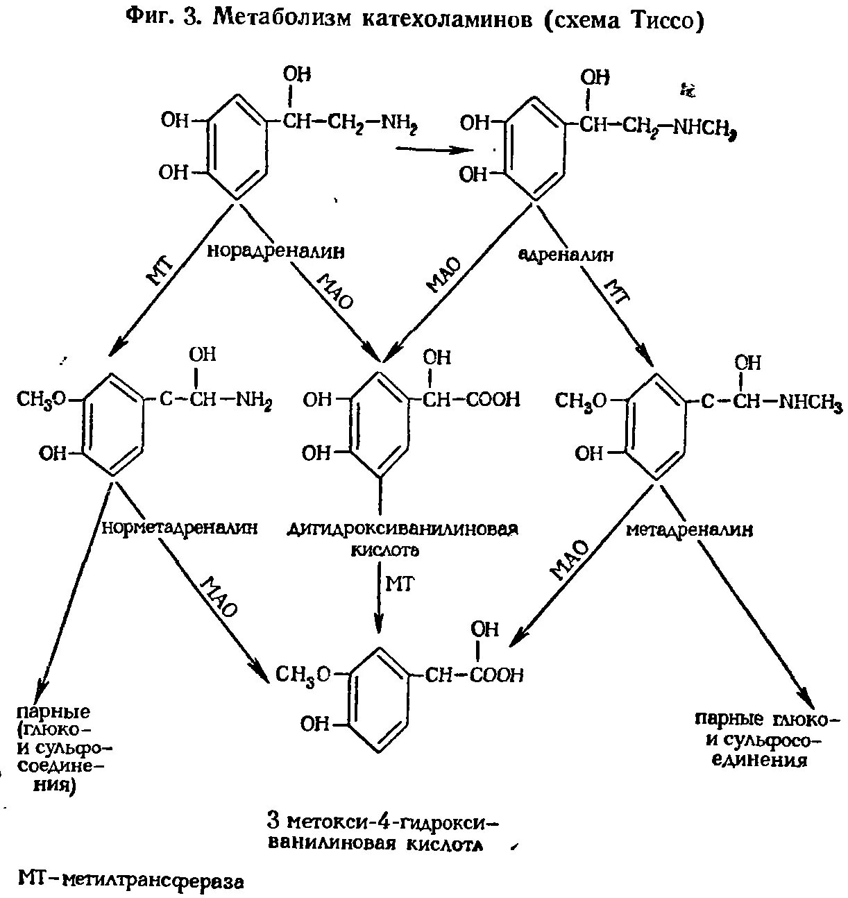 Фермент адреналина. Распад катехоламинов схема. Метаболизм катехоламинов схема. Распад адреналина биохимия. Катаболизм катехоламинов биохимия.