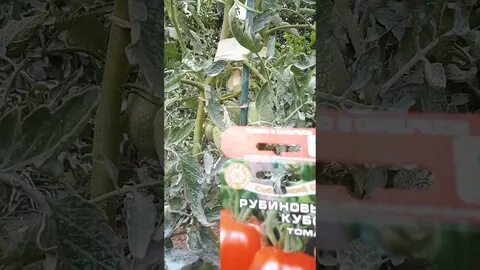 Томат рубиновый сюрприз