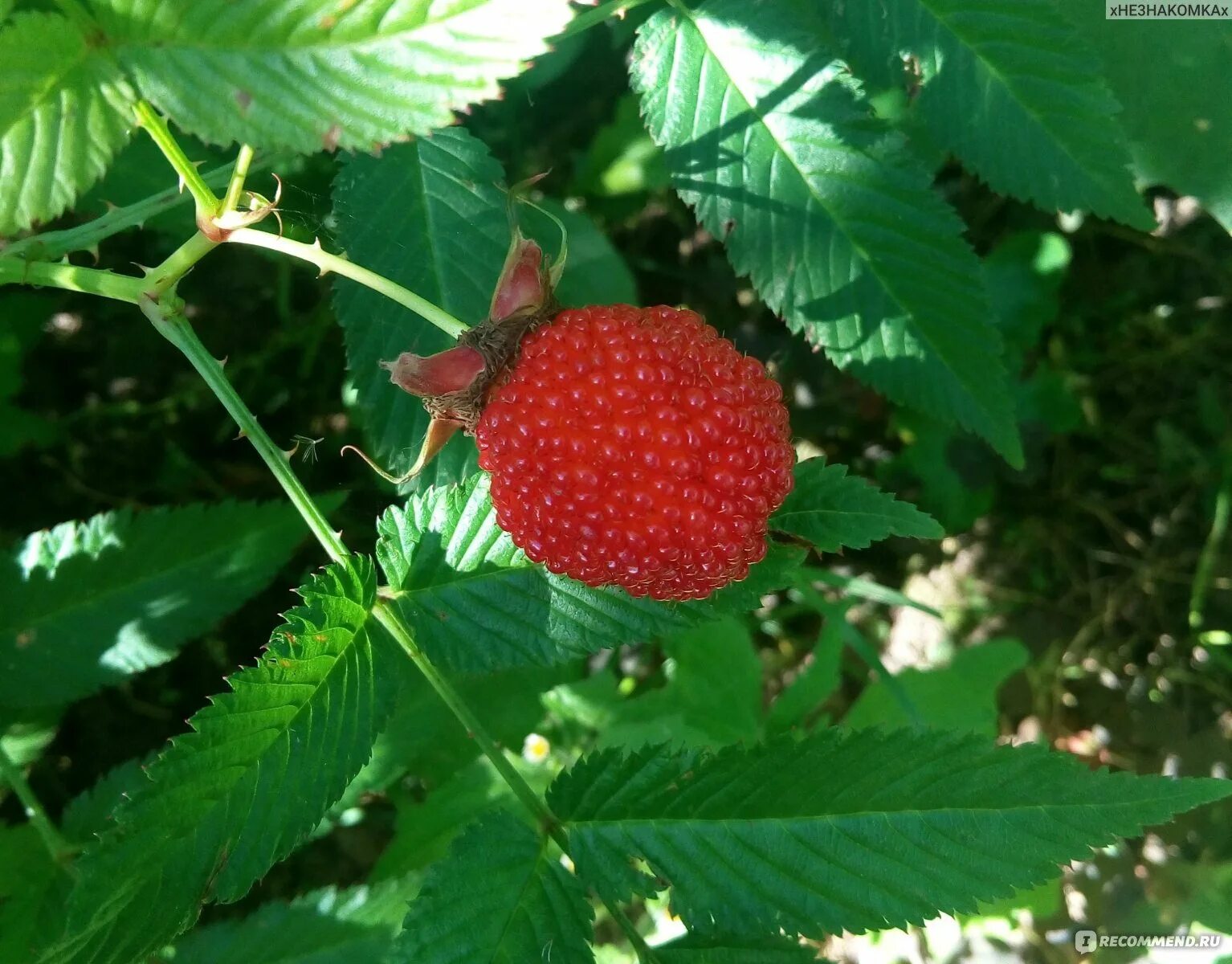 Гибриды земляники. Гибриды земляники. Клубника сорт азия фото. Норвежская малина земляничная. Княженика скрещенная.