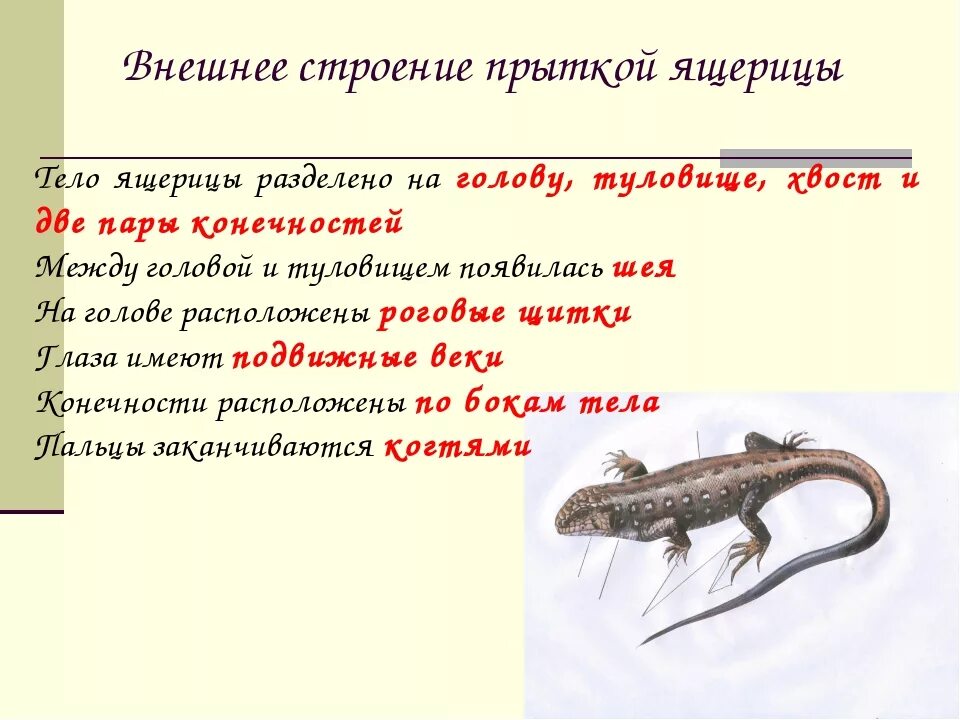 Анализ ящерица. Особенности внешнего строения прыткой ящерицы. Среда обитания прыткой ящерицы. Ящерица прыткая Тритон. Гребенчатый Тритон внутреннее строение.