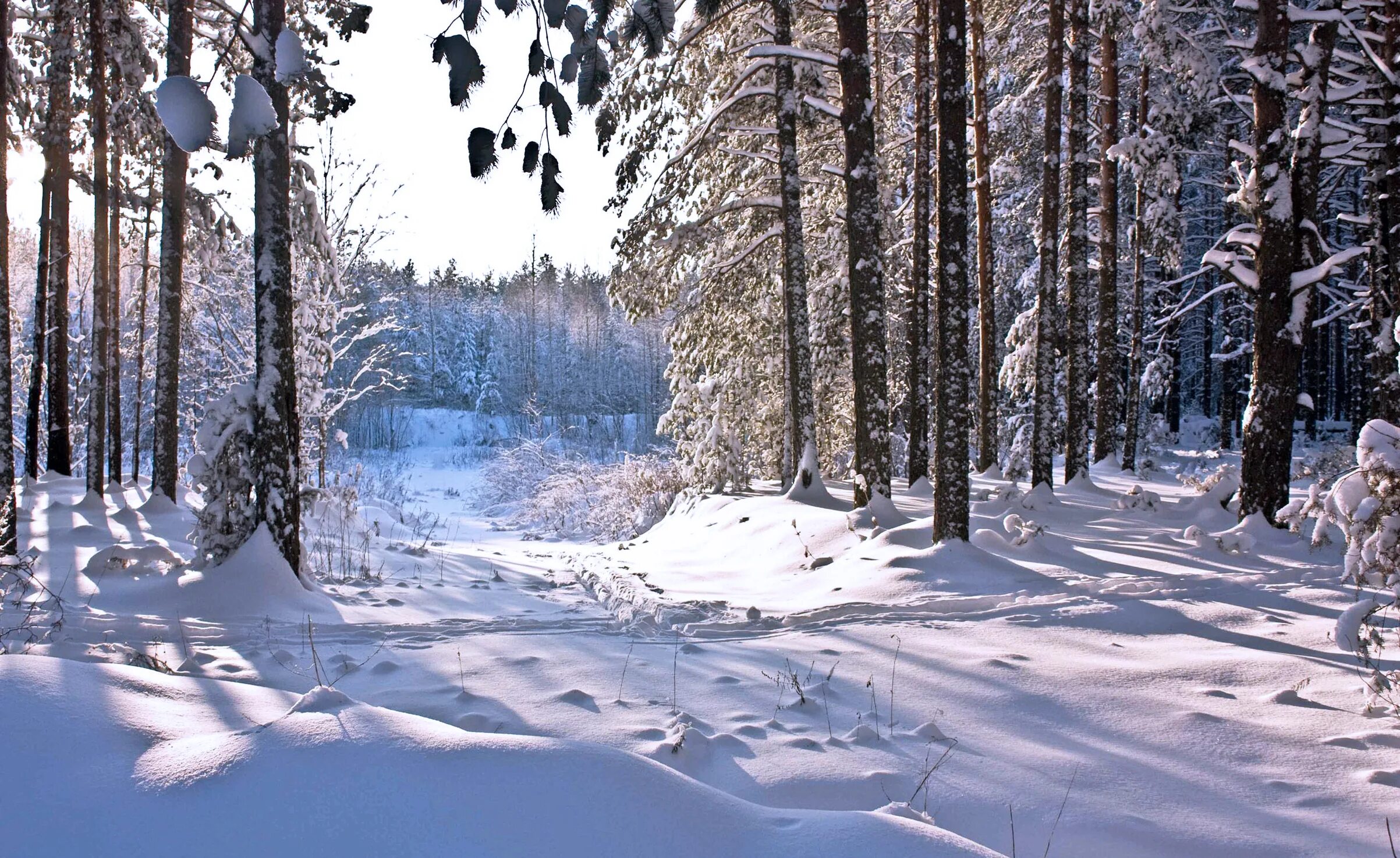Лес зимой. Зимний лес. зимой в лесу. заснеженный лес. снежный лес.