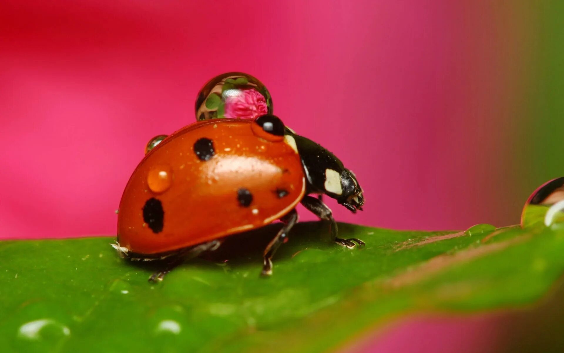 Божья коровка полети. Ladybird Божья коровка. Розовая Божья коровка. Заставка на рабочий стол Божья коровка. Необычные Божьи коровки.