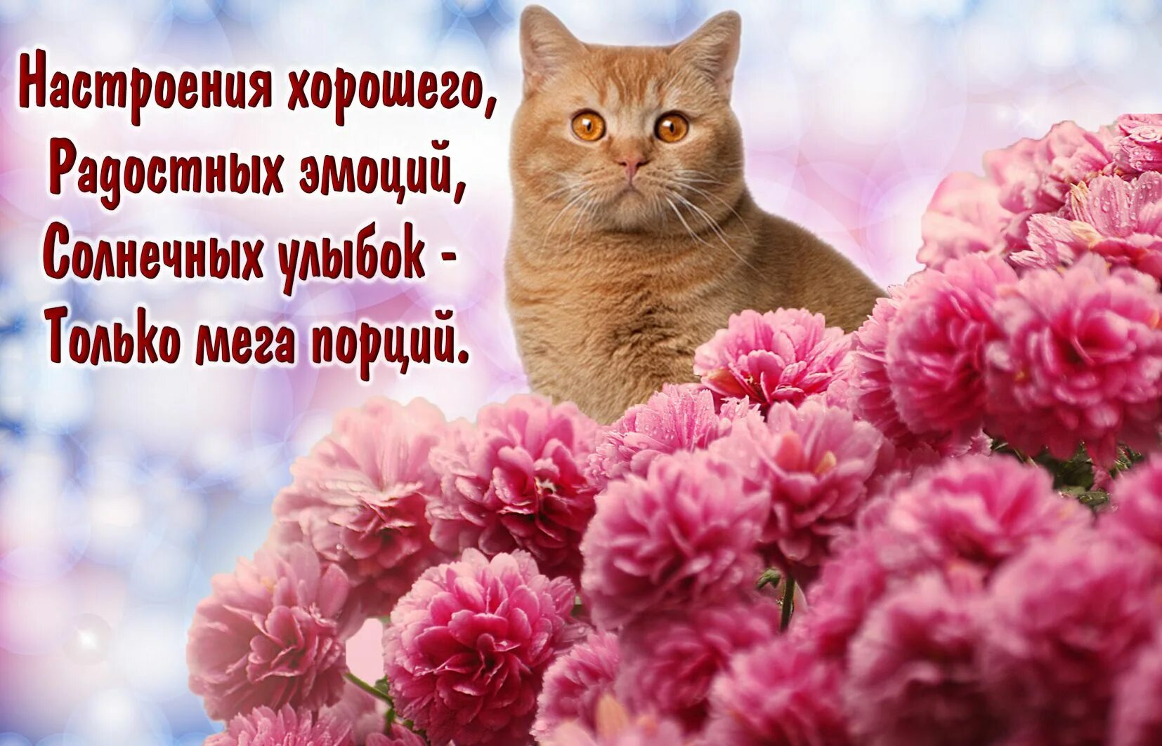 Настроение картинки пожелания. Открытки с котиками хорошего настроения. Открытки с пожеланиями. Котики с пожеланиями. Пожелания хорошего настроения котик.