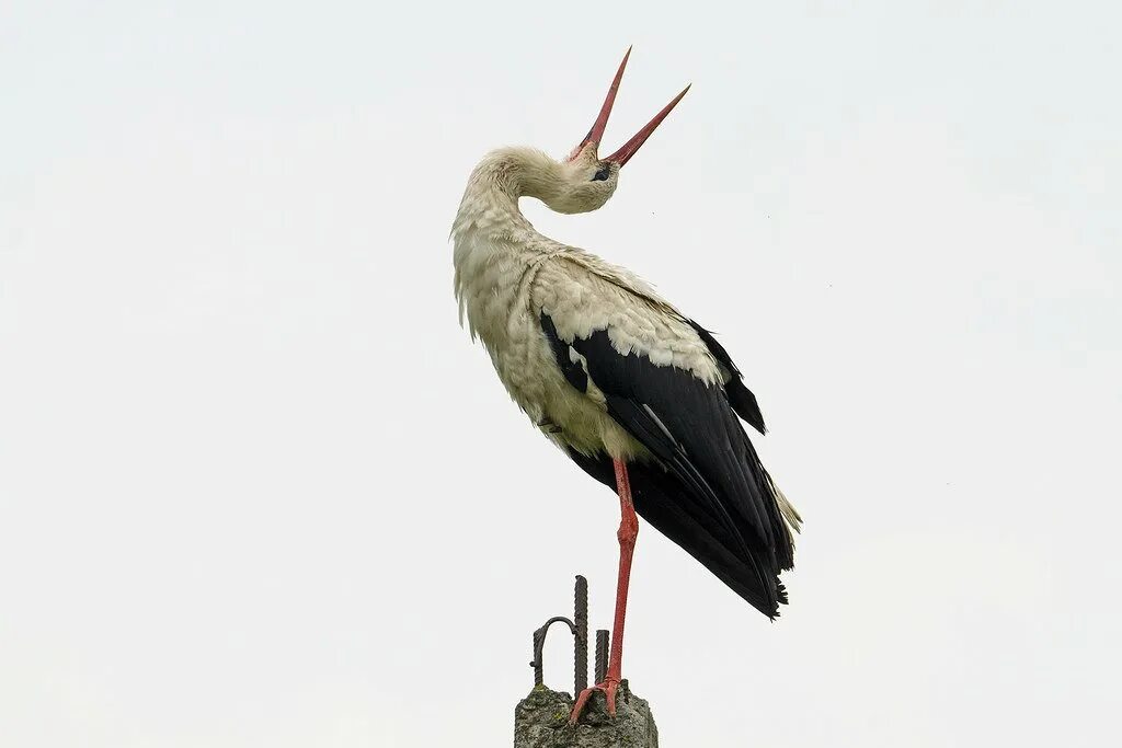 Белый Аист самец. Ciconia Ciconia. Аист Шубилл. Клюв аиста. Аист звуко