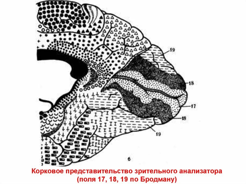 Первичные поля мозга