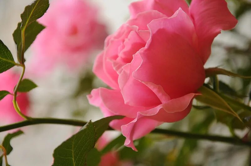 Добрый привет друзья. Прекрасного настроения цветы. Добрый день очень красивые. Хорошего дня с цветами. Отличного настроения розы.