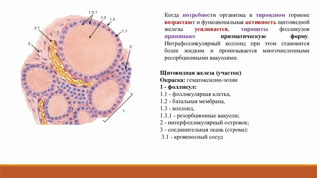 Фолликул щитовидной железы что это. Клетки щитовидной железы гистология. Щитовидная железа гистология препарат. Тироцит строение гистология. Эпителий щитовидной железы гистология.