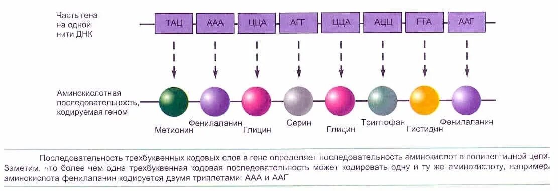 Замена нуклеотида в гене признак. Строение полипептидной цепи ДНК первичная структура. Белок последовательность аминокислот. Нуклеотиды это аминокислоты триплет кодон. Ген участок ДНК кодирующий первичную структуру одного белка.