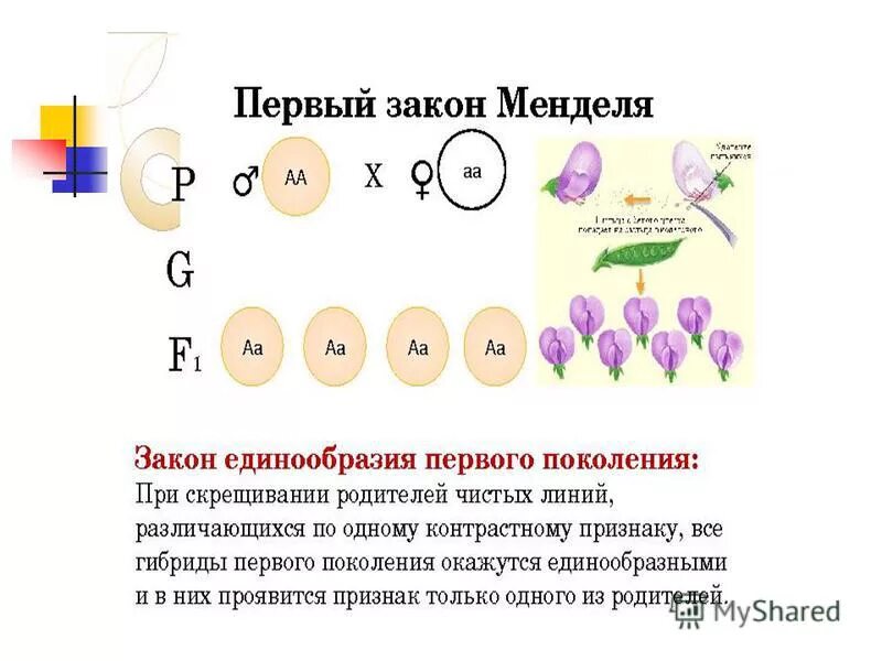 Мендель основы генетики. Тригетерозиготного организма. Дигетерозиготный генотип. Наследование признаков у организмов. Дигетерозиготные организмы.