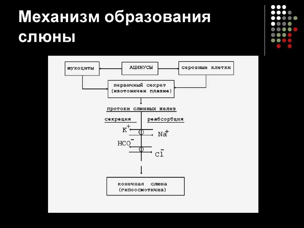 Механизм слюны. Схема этапов формирования слюны. Механизм образования слюны биохимия. Механизмы регуляции выделения слюны. Механизм образования слюны и регуляция слюноотделения.